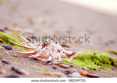 closeup shell  on sandy beach. natural summer background