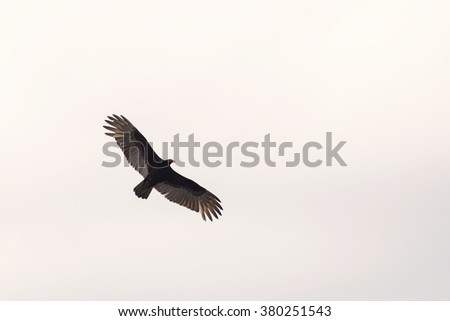 Eagle silhouette against storm clouds
