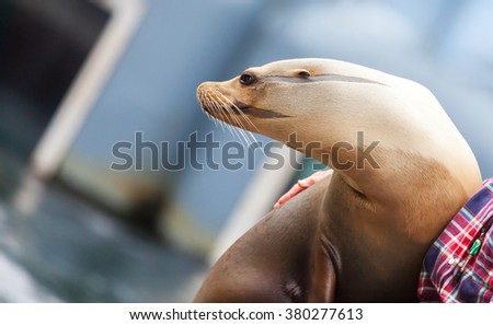 seal looks to the side