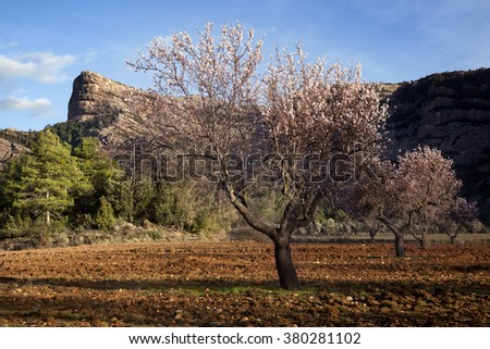 Almonds blossom in Matarranya. Teruel
