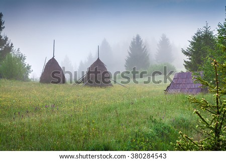 Foggy morning scene in a mountain valley. Fresh grass and flowers in a morning dew. Summer in Carpathians, Borzhava location, Ukraine, Europe.