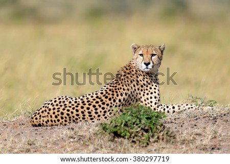 Wild african cheetah in National park of Kenya, Africa