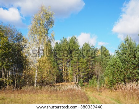  Autumn landscape. View of the autumn wood