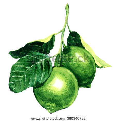 Fresh limes on branch isolated, watercolor illustration