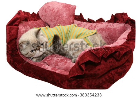 Persian cat in a warm sweater lies on a sofa. isolated on a light background
