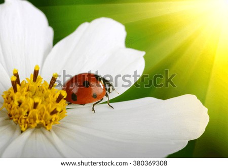 Ladybug and flower on sun