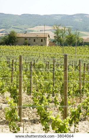 vineyards in Italy with a house