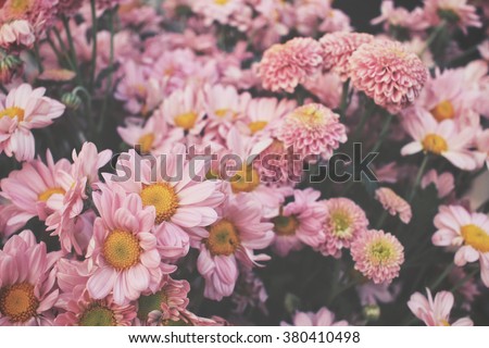 Pink flower Royalty-Free Stock Photo #380410498