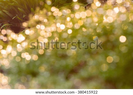 Sunlight and grasses with blur foreground