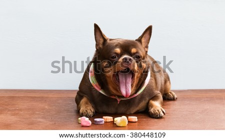 Chihuahua dog is yawning. Royalty-Free Stock Photo #380448109
