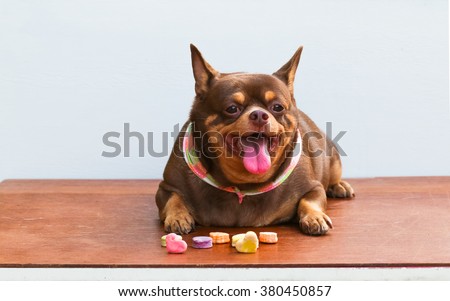 Fat Chihuahua dog bored, sitting on the desk. It's went eating milk snack for pet. Royalty-Free Stock Photo #380450857