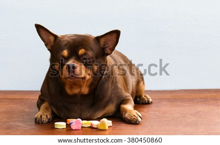 Fat Chihuahua dog bored of face, sitting on the desk. It's went eating milk snack for pet Royalty-Free Stock Photo #380450860