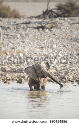 A young elephant at a water hole in Etosha National Park