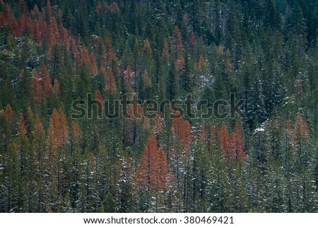 Colorful pine trees covered by snow in winter time at Yosemite National Park, USA