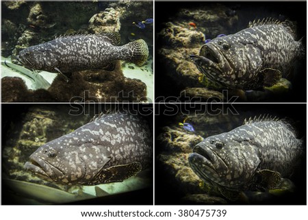 Photo set: Goliath grouper (Epinephelus itajara)