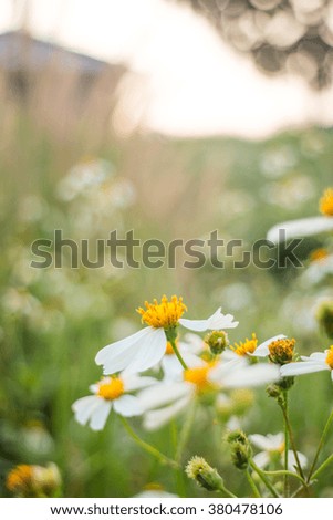 Silhouette grass field in front of home with sunlight rim light, stock photo