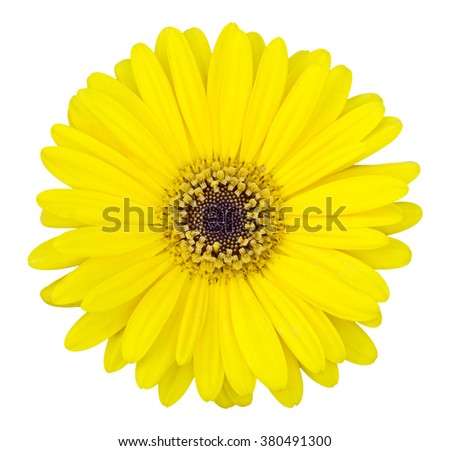 yellow gerbera flower isolated on white with clipping path