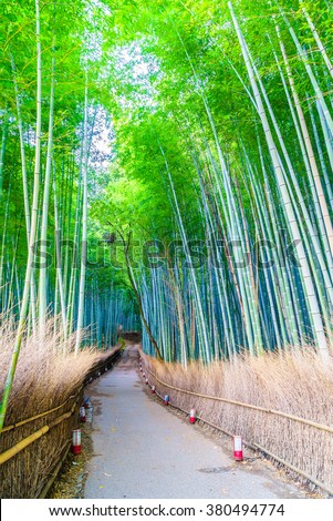 Beautiful Bamboo forest in Arashiyama at Kyoto - Bright Processing style pictures