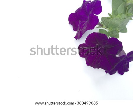 Purple petunia flower on white background. it is genus of 20 species of flowering plants of South American origin. The popular flower of the same name derived its epithet from the French, 