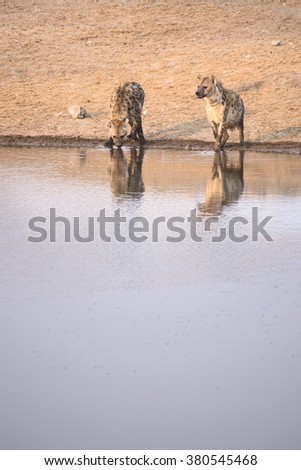 Hyenas drinking at Little Namoutoni water hole.