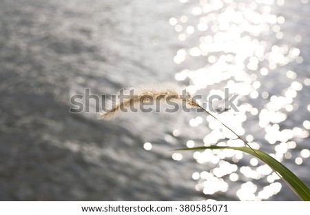 Soft focus of grass with sunshine in the morning. Blur the background is the Chao Phraya River. Retro style image.
