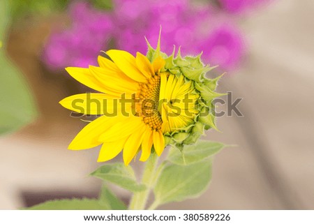 Sunflowers Bud