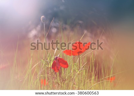 abstract and dreamy photo with low angle of red poppies against sky with light burst. vintage filtered and toned with glitter overlay
