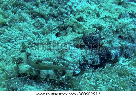 Giant Crocodile fish or tentacled crocfish, Papilloculiceps longiceps, a common scorpaenid of the Red Sea, often found by scuba divers. It is harmless and peaceful but a great predator of small fish Royalty-Free Stock Photo #380602912