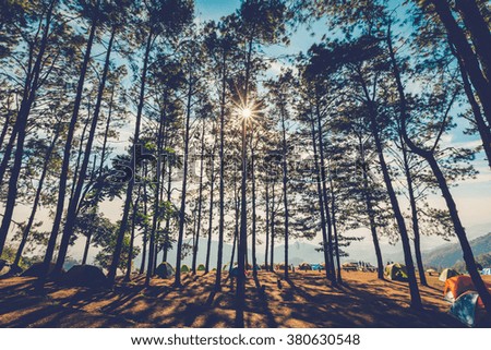 Pine tree in natural forest and sunlight with vintage tone.