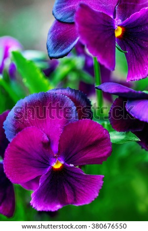 Close-up of beautiful violet purple pansy flowers 
