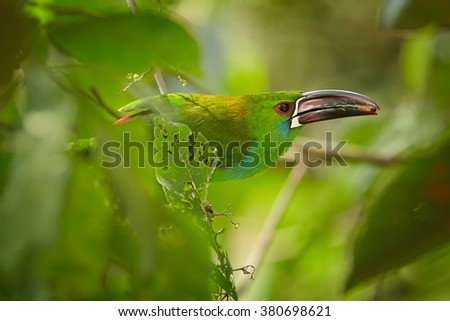 Close up portrait of green toucanet, Crimson-rumped Toucanet Aulacorhynchus haematopygus, perched on twig in rainforest with fruit berry in large bill. 