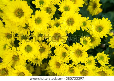 Yellow chrysanthemum flowers background, Selective focus