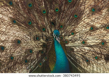Beautiful peacock showing its beautiful feathers 