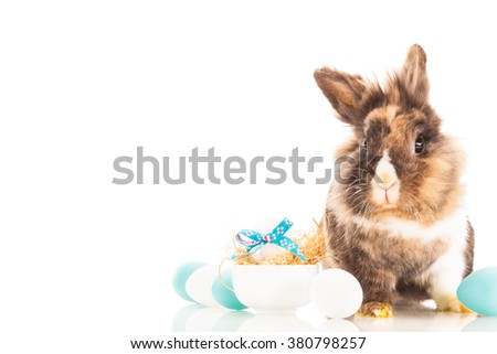 Photo of funny easter rabbit over white isolated background