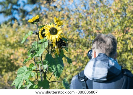 The plant sunflower growing alone in a field near the road, which photographs a man with a rucksack on his back and with a camera in hand