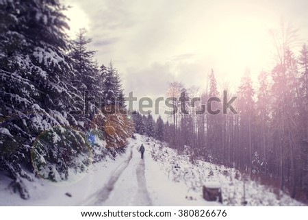 Winter landscape with setting orange sun. The coniferous forest with snow