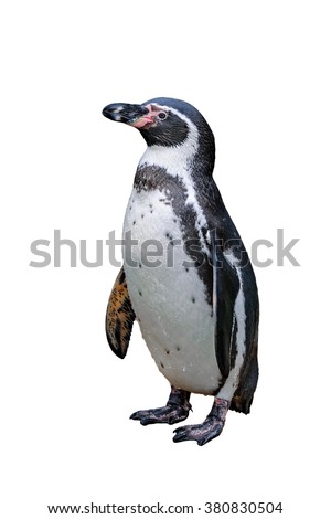 Portrait of Humboldt penguin isolated on white background, Germany