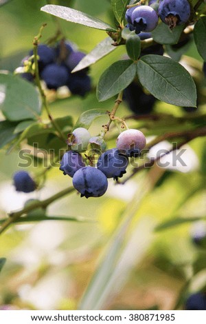     blueberry in the garden, selected focus                                  