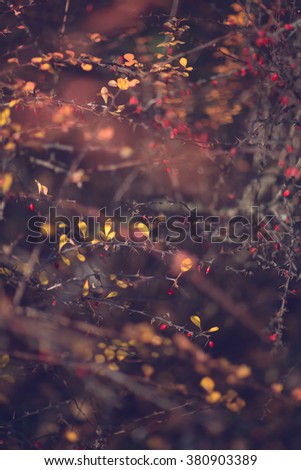 blurred flower background
