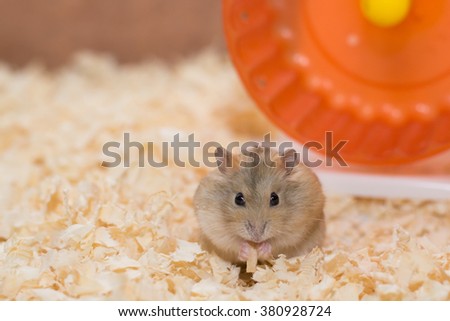 Photographers want to present performances of Hamster
