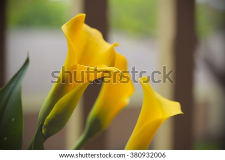 Beautiful calla lily yellow flowers