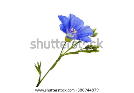 Flower of flax isolated on white background
