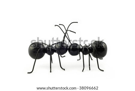 Two toy black ants in love, kissing, isolated on white background, horizontal with copy space