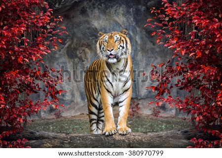 Portrait of the tiger.
