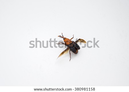insect on the white background