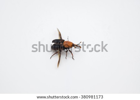 insect on the white background