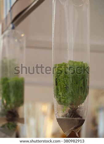 Growing vegetables in plastic bag