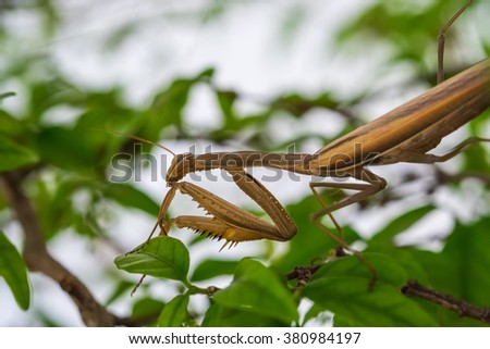 close up shot brown grasshopper 