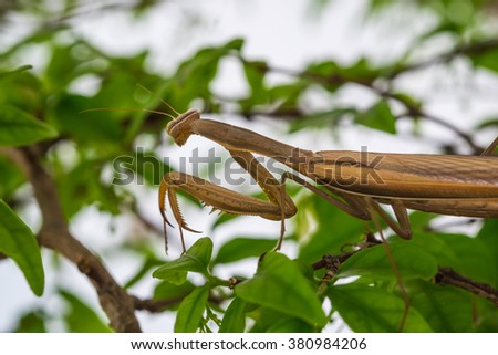 close up shot brown grasshopper 