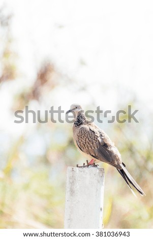 Spotted Dove standing on Concrete poles